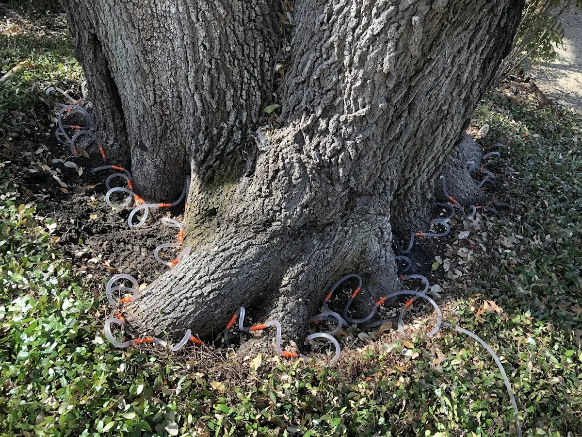 Detailed Tree Cabling and Bracing job site in Altamonte Springs