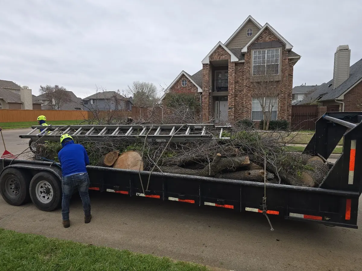 Expert Tree Fertilization with proper safety equipment in Altamonte Springs